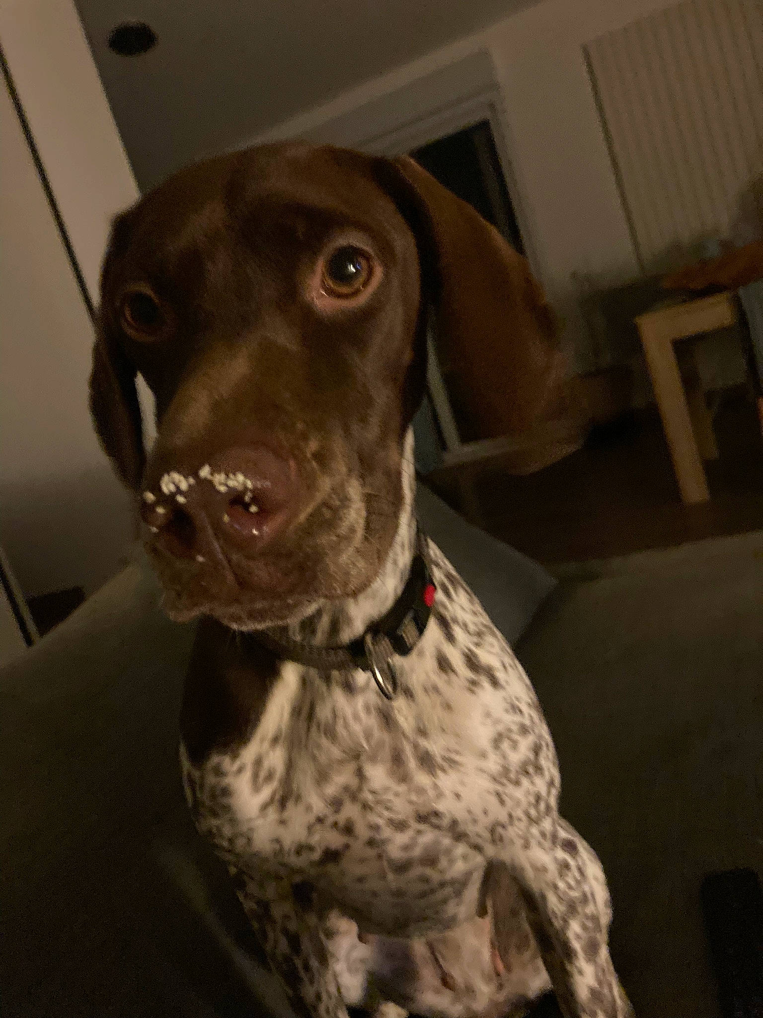 Sissi a rejoint le concours — aidez-le/la à gagner de superbes lots ! braque_francais, canidae, carnivore, collar, companion_dog, dog, dog_breed, dog_collar, fawn, german_shorthaired_pointer, gun_dog, hunting_dog, liver, metal, non_sporting_group, pointing_breed, snout, sporting_group, whiskers, working_animal