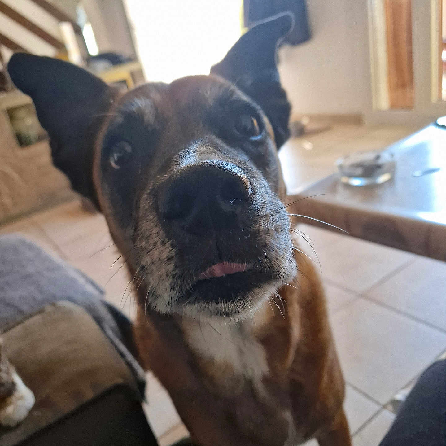 Céline Garcia a rejoint le concours — aidez-le/la à gagner de superbes lots ! animal, brown_fur, canine, close_up, couch, curious, dog, door, ears, floor_tiles, home, indoor, living_room, natural_light, nose, pet, portrait, table, whiskers, white_chest