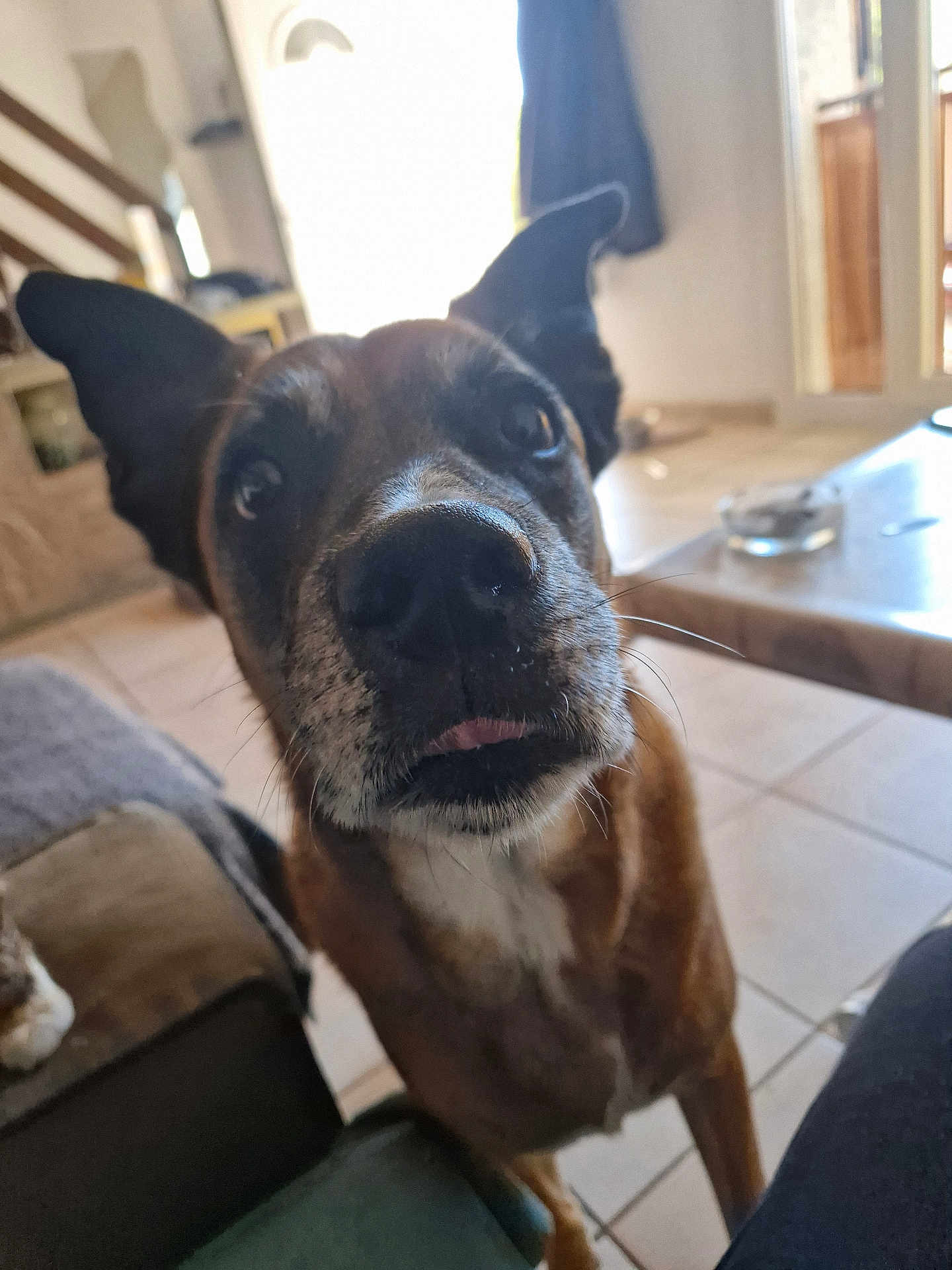 Céline Garcia a rejoint le concours — aidez-le/la à gagner de superbes lots ! dog, pet, indoor, living_room, ears, nose, close_up, curious, brown_fur, white_chest, floor_tiles, table, couch, natural_light, door, home, animal, portrait, canine, whiskers
