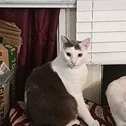 Hope is registered to the contest to win money with this photo: cat, gray_and_white_cat, pet, animal, sitting, stool, striped_stool, indoor, window, blinds, curtain, home, furniture, portrait, looking_at_camera, upright, fur, tail, cozy, photography