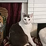 cat, gray_and_white_cat, pet, animal, sitting, stool, striped_stool, indoor, window, blinds, curtain, home, furniture, portrait, looking_at_camera, upright, fur, tail, cozy, photography