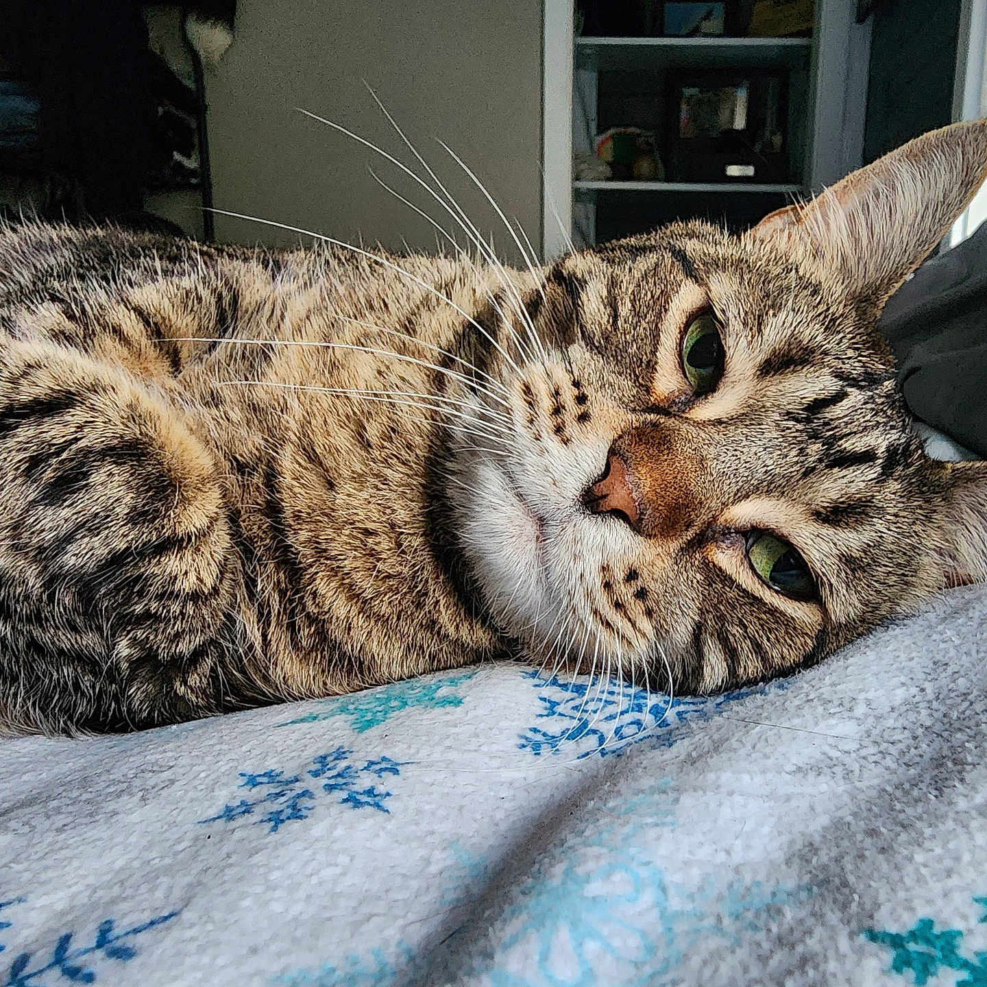 Duddha is registered to the contest to win money with this photo: animal, bed, blanket, cat, closeup, cozy, daylight, ears, feline, fur, indoor, nose, pet, relaxed, resting, sleepy, striped, tabby, whiskers, window