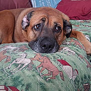 Baby Girl joined the competition — help win amazing prizes! dog, brown_dog, couch, blanket, horse_pattern, indoor, pet, resting, close_up, fur, animal, nostalgic, relaxed, home, comfort, expression, face, ear, paw, cozy