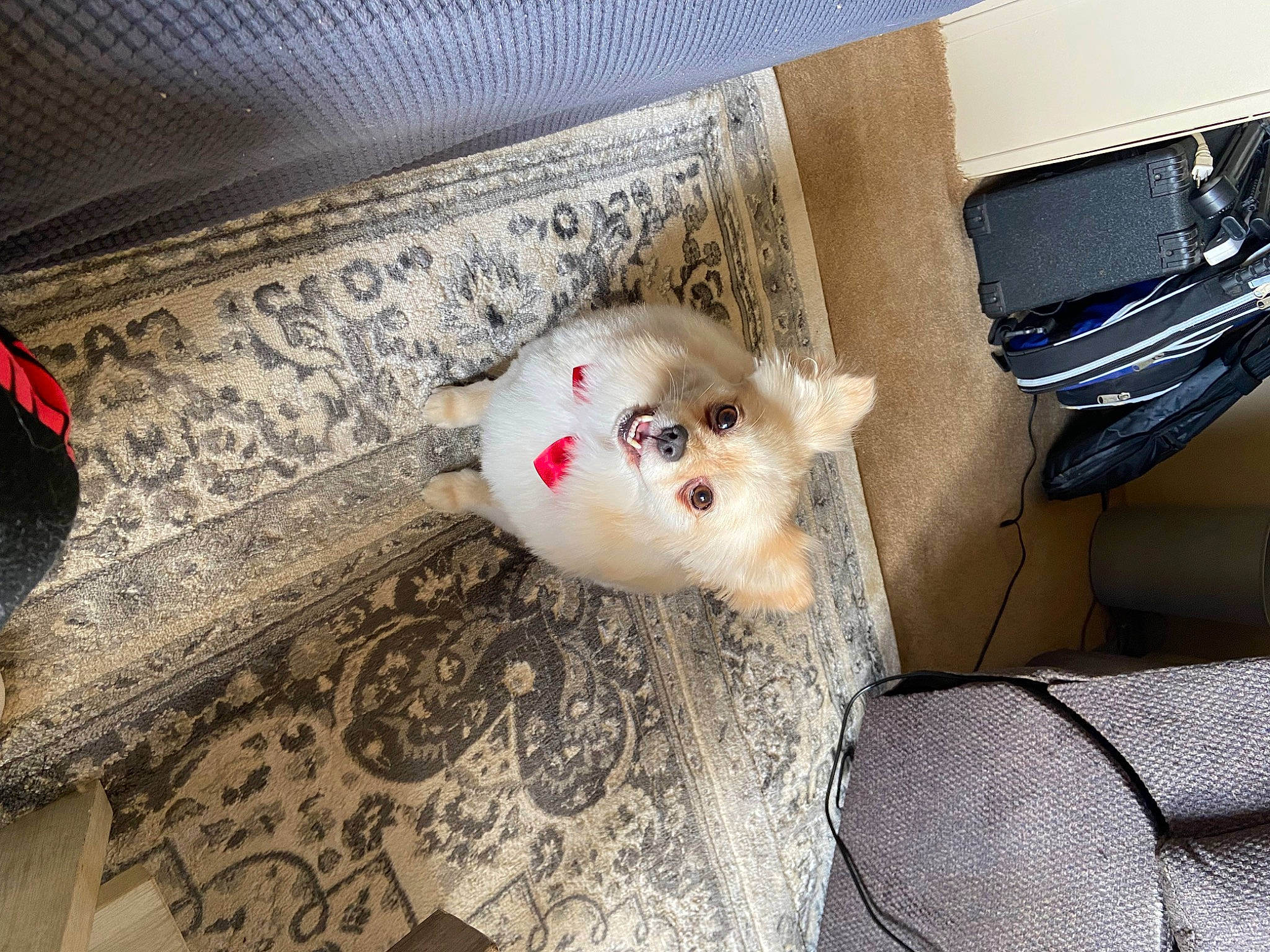 Leo joined the competition — help win amazing prizes! automotive_exterior, canidae, carnivore, companion_dog, couch, dog_breed, fawn, felidae, flooring, fur, hardwood, hood, metal, non_sporting_group, room, small_to_medium_sized_cats, tail, toy, whiskers, wood