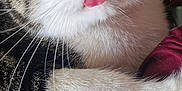 River participe au concours pour gagner de l'argent avec cette photo : cat, tabby, white_fur, yellow_eyes, tongue_out, close_up, paw, whiskers, curious, indoor, fabric, beads, maroon, pet, cute, animal, feline, fur, resting, portrait