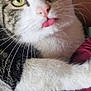 River participe au concours pour gagner de l'argent avec cette photo : cat, tabby, white_fur, yellow_eyes, tongue_out, close_up, paw, whiskers, curious, indoor, fabric, beads, maroon, pet, cute, animal, feline, fur, resting, portrait