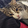 cat, tabby, close_up, resting, eyes, fur, whiskers, nose, soft_fabric, black_cloth, red_blanket, indoor, pet, animal, cozy, relaxed, cute, portrait, sleepy, feline