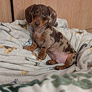 Rusty is registered to the contest to win money with this photo: animal, beagle, bed, blanket, canine, chihuahua, couch, dog, furniture, homedecor, hound, indoors, labradorretriever, linen, pet, pointer, puppy, snout, towel, wood