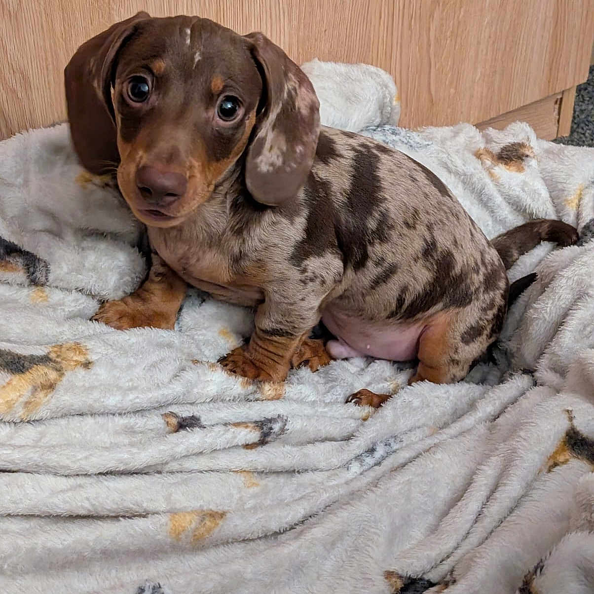 Rusty joined the competition — help win amazing prizes! animal, beagle, bed, blanket, canine, dog, furniture, homedecor, hound, indoors, laundry, linen, person, pet, pointer, puppy, quilt, sleeping, snout, towel