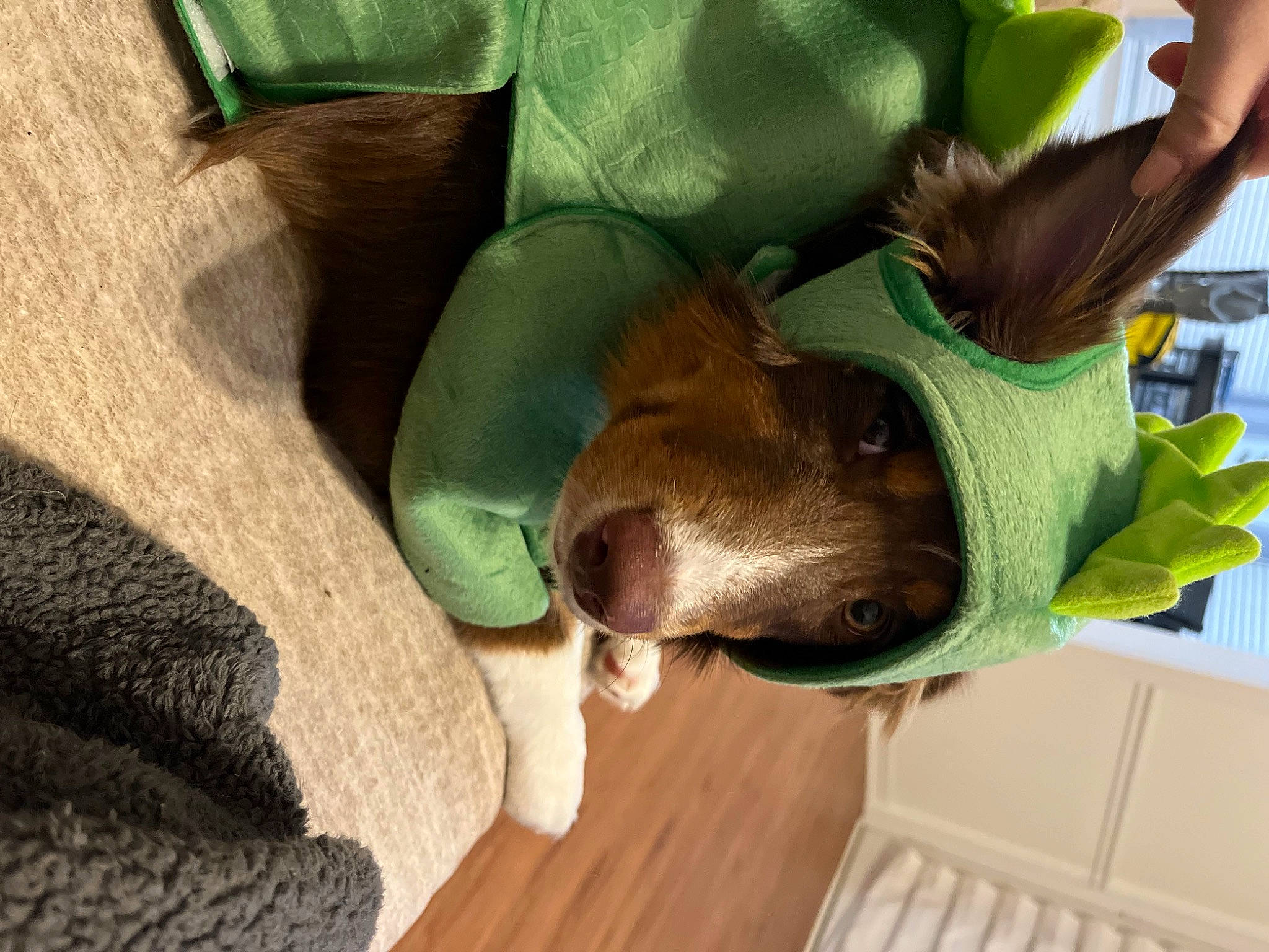 Mila is registered to the contest to win money with this photo: canidae, carnivore, comfort, companion_dog, dog, dog_breed, fang, fawn, felidae, flooring, fur, green, hardwood, liver, non_sporting_group, small_to_medium_sized_cats, snout, sporting_group, wood, working_animal