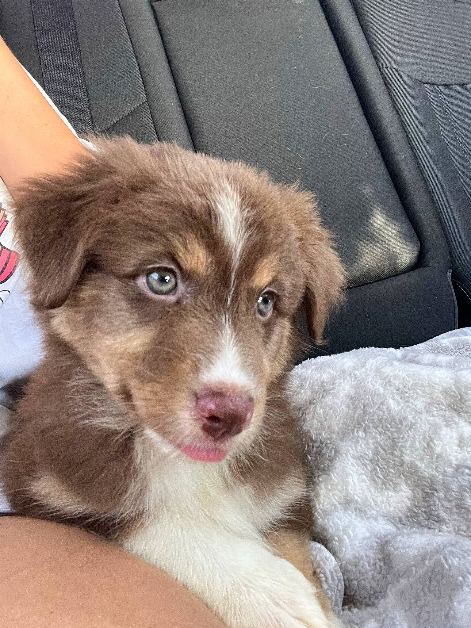 Mila is registered to the contest to win money with this photo: australian_shepherd, border_collie, canidae, carnivore, companion_dog, dog, dog_breed, door, fawn, fur, liver, paw, sporting_group, vehicle_door, whiskers, window, windshield, working_animal