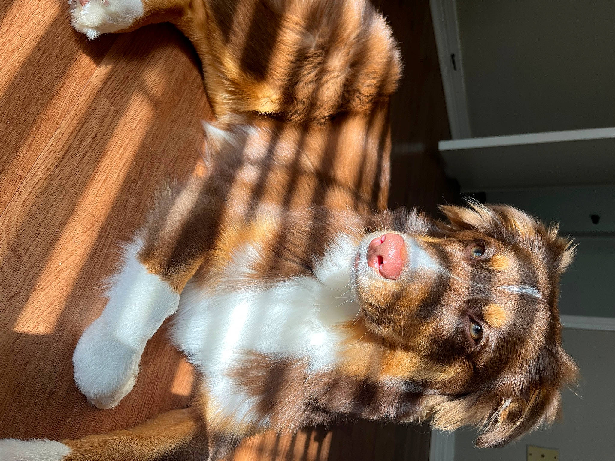 Mila is registered to the contest to win money with this photo: canidae, carnivore, cat, claw, companion_dog, dog_breed, domestic_short_haired_cat, fawn, felidae, foot, fur, human_leg, paw, small_to_medium_sized_cats, snout, sporting_group, tail, terrestrial_animal, whiskers, wood