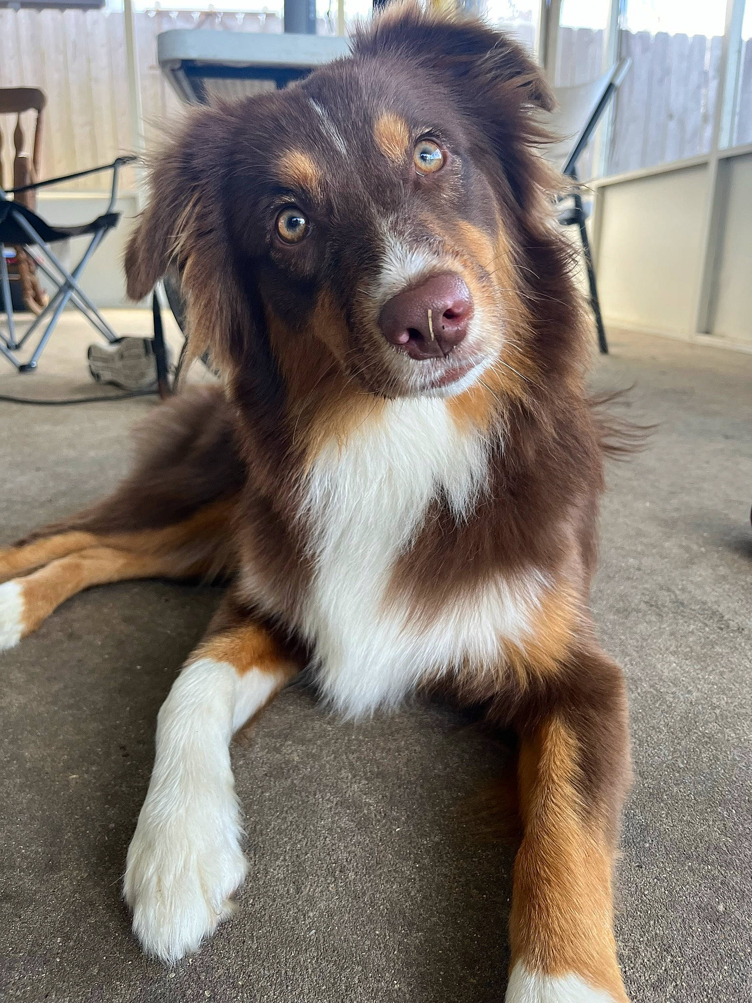 Mila is registered to the contest to win money with this photo: ancient_dog_breeds, canidae, carnivore, chair, companion_dog, dog, dog_breed, eye, fur, giant_dog_breed, herding_dog, himalayan_sheepdog, snout, sporting_group, whiskers, windsor_chair, working_animal, working_dog