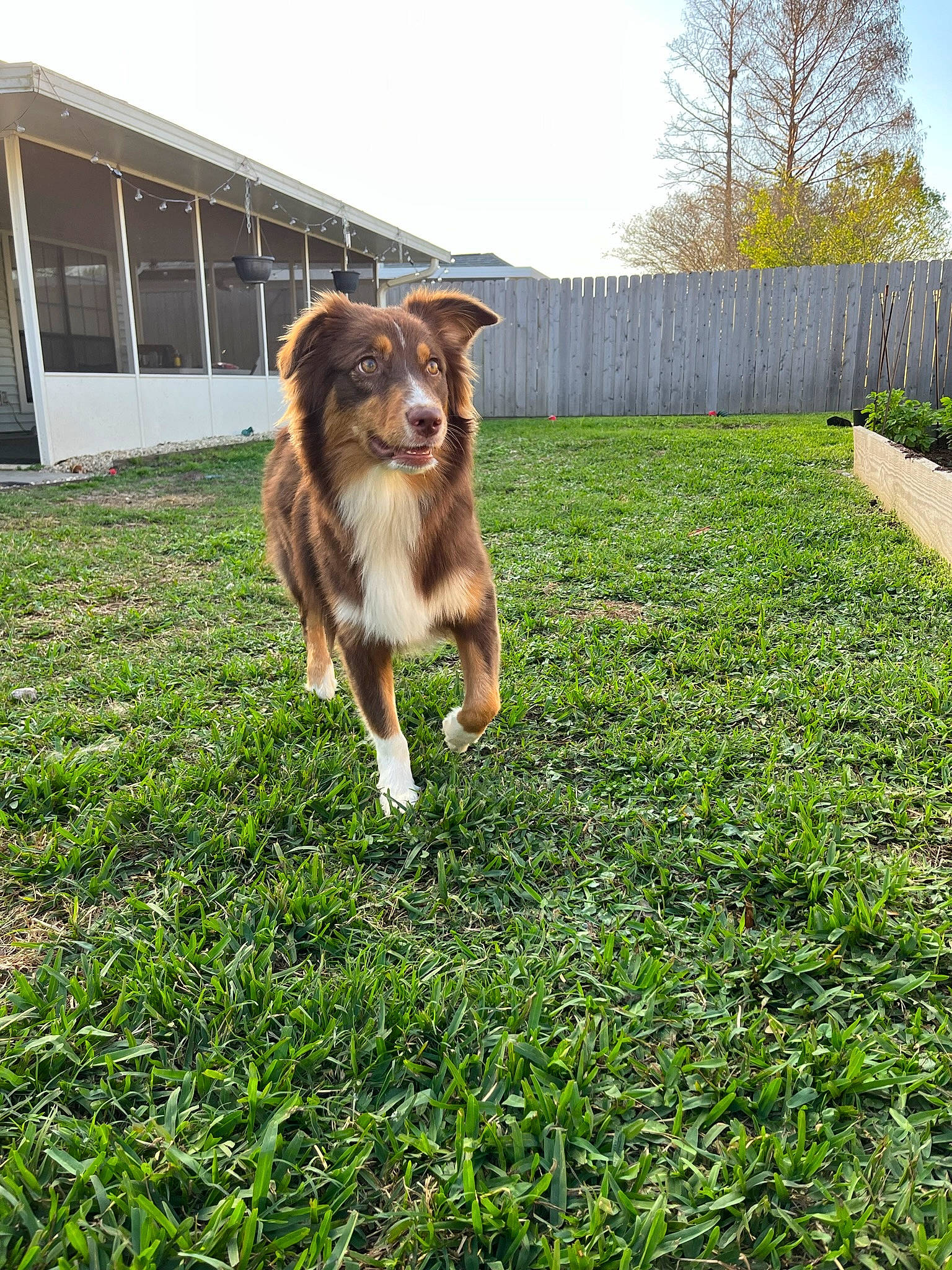 Mila is registered to the contest to win money with this photo: carnivore, collie, companion_dog, dog, dog_breed, fence, grass, grassland, groundcover, herding_dog, lawn, plant, rough_collie, scotch_collie, shetland_sheepdog, sky, tail, tree, whiskers, window