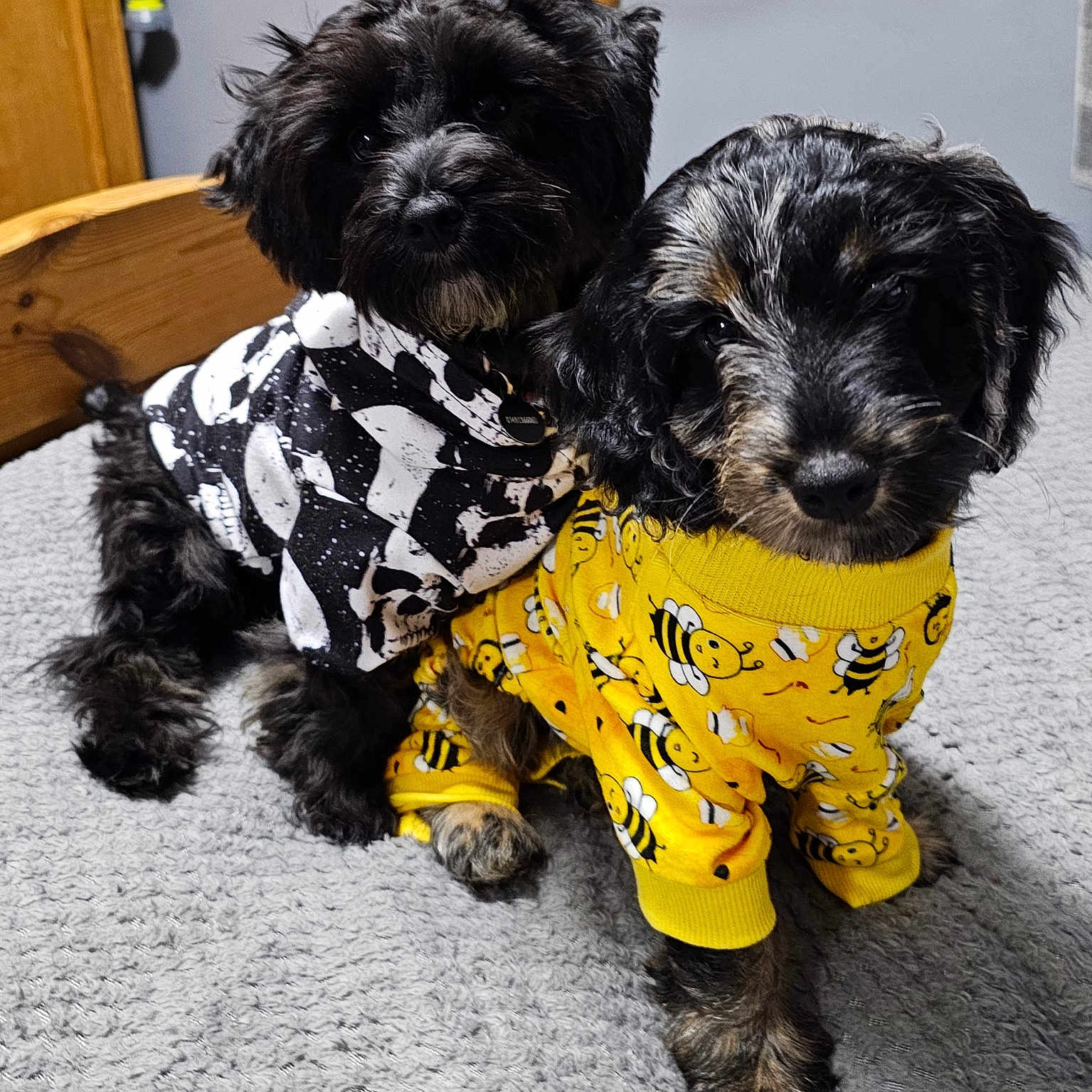 Shadow And Bear joined the competition — help win amazing prizes! animal, bed, black, blanket, companion, cozy, cute, dogs, fur, indoor, pajamas, pets, portrait, puppies, sleepwear, snuggling, texture, white, wooden_furniture, yellow