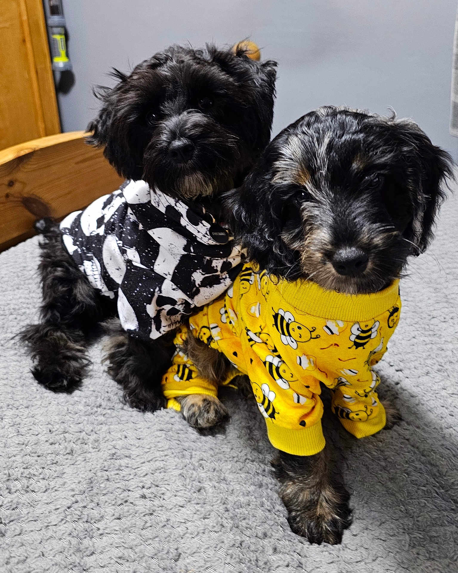 Shadow And Bear joined the competition — help win amazing prizes! puppies, dogs, bed, pajamas, yellow, black, white, cute, fur, animal, pets, indoor, cozy, snuggling, sleepwear, texture, blanket, wooden_furniture, portrait, companion
