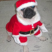 Liam is registered to the contest to win money with this photo: dog, pug, costume, santa_claus, red, white, hat, carpet, pet, animal, indoor, clothing, cute, holiday, christmas, festive, funny, pet_costume, portrait, sitting