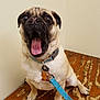 Liam is registered to the contest to win money with this photo: dog, pug, pet, leash, collar, wooden_floor, indoor, animal, cute, tongue, mouth_open, sitting, brown, fawn, small_dog, expression, wide_eyes, fur, paw, nose
