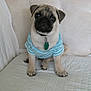 Liam joined the competition — help win amazing prizes! dog, pug, puppy, pet, sitting, blue_shirt, striped_clothing, white_couch, quilted, indoor, cute, adorable, furry, animal, face, collar, tag, ears, paw, looking