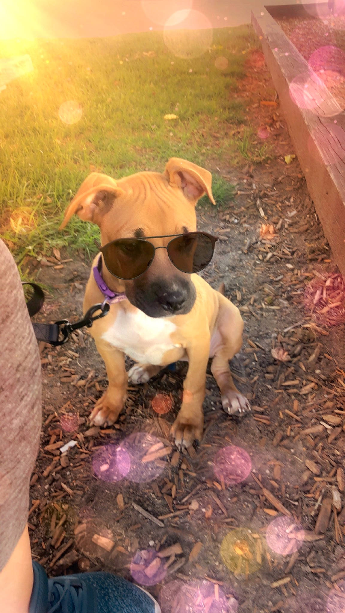 Pebbles joined the competition — help win amazing prizes! canidae, carnivore, collar, companion_dog, dog, dog_breed, dog_clothes, dog_collar, dog_supply, fawn, liver, non_sporting_group, pet_supply, snout, sporting_group, toy_dog, working_animal, working_dog