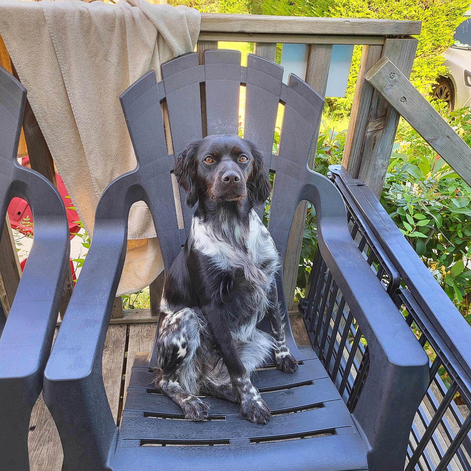 Vicky participe au concours pour gagner de l'argent avec cette photo : animal, attentive, backyard, black_and_white, calm, canine, daylight, deck, dog, fur, greenery, nature, outdoor, pet, plastic_chair, portrait, relaxing, sitting, towel, wooden_railing