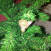 Nougat participe au concours pour gagner de l'argent avec cette photo :