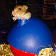 Hamster a rejoint le concours — aidez-le/la à gagner de superbes lots !