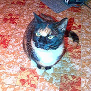 Chipie a rejoint le concours — aidez-le/la à gagner de superbes lots !