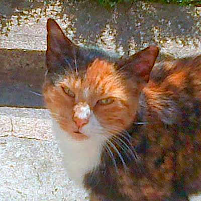 Violette participe au concours pour gagner de l'argent avec cette photo :