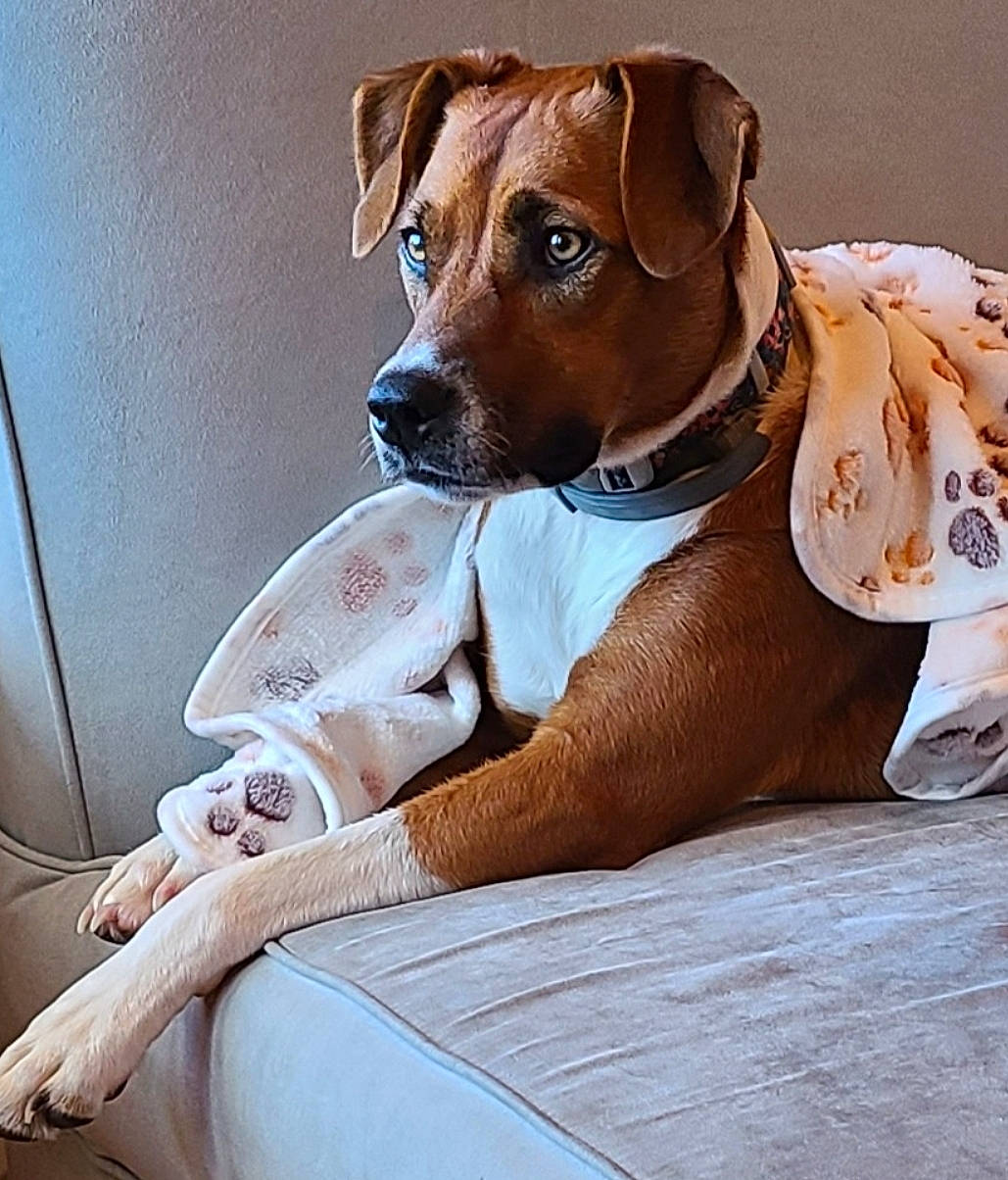 Oklahoma B. is registered to the contest to win money with this photo: canidae, carnivore, collar, comfort, companion_dog, dog, dog_breed, dog_collar, dog_supply, fawn, fur, linens, liver, pet_supply, snout, sporting_group, vehicle_door, whiskers, windshield, working_animal