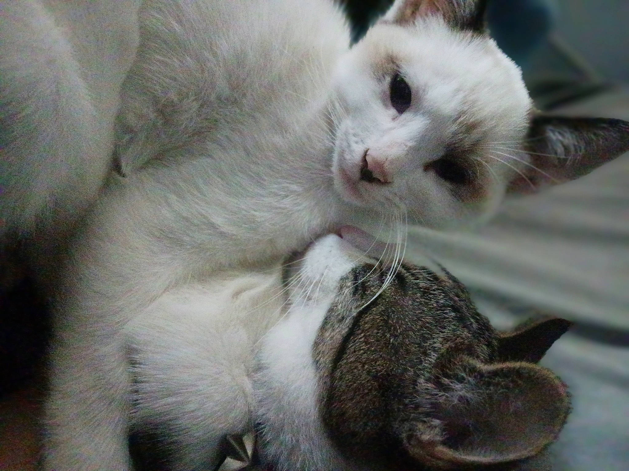 Killuah joined the competition — help win amazing prizes! balinese, carnivore, cat, claw, close_up, collar, comfort, domestic_short_haired_cat, ear, fang, fawn, felidae, fur, paw, small_to_medium_sized_cats, snout, tail, thai, whiskers