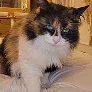 Bella a rejoint le concours — aidez-le/la à gagner de superbes lots ! animal, bed, bedroom, cat, cozy, curtains, cute, domestic, feline, fluffy, fur, furniture, green_eyes, indoor, paw, pet, soft_lighting, whiskers, white_bed, wooden