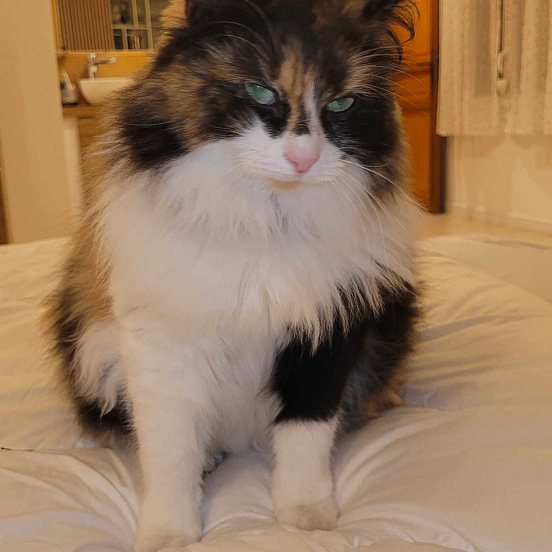 Bella a rejoint le concours — aidez-le/la à gagner de superbes lots ! animal, bedroom, calico, cat, closeup, comforter, curtains, domestic, door, fluffy, fur, furniture, indoor, mirror, pet, plant, sitting, warm_lighting, white, wood