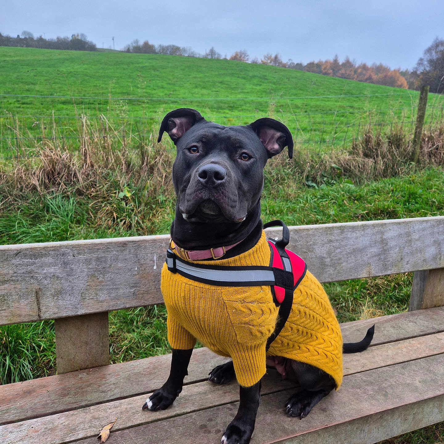 Hope joined the competition — help win amazing prizes! animal, bench, bulldog, canine, clothing, countryside, dog, field, furniture, grass, grassland, knitwear, nature, outdoors, pet, pitbull, plant, puppy, straw, sweater
