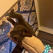 Belle joined the competition — help win amazing prizes! animal, carpet, cat, cat_tree, claws, close_up, cozy, curious, ears, feline, gray_cat, home_interior, indoor, patterned_rug, paws, pet, playful, soft_furniture, stained_glass_window, whiskers