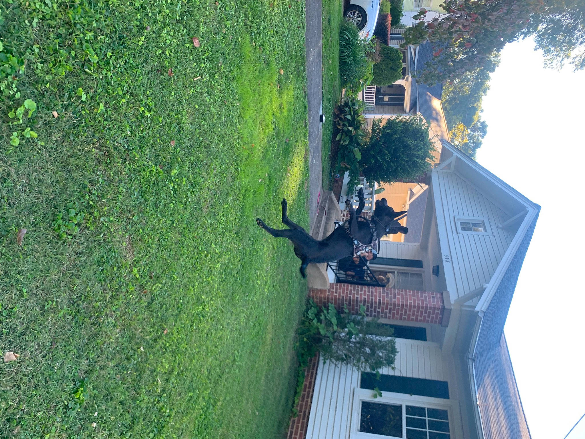 Franky is registered to the contest to win money with this photo: biome, birds_eye_view, building, dog, facade, grass, green, home, house, landscape, leisure, plant, roof, shadow, sky, slope, tree, urban_design, vegetation, window