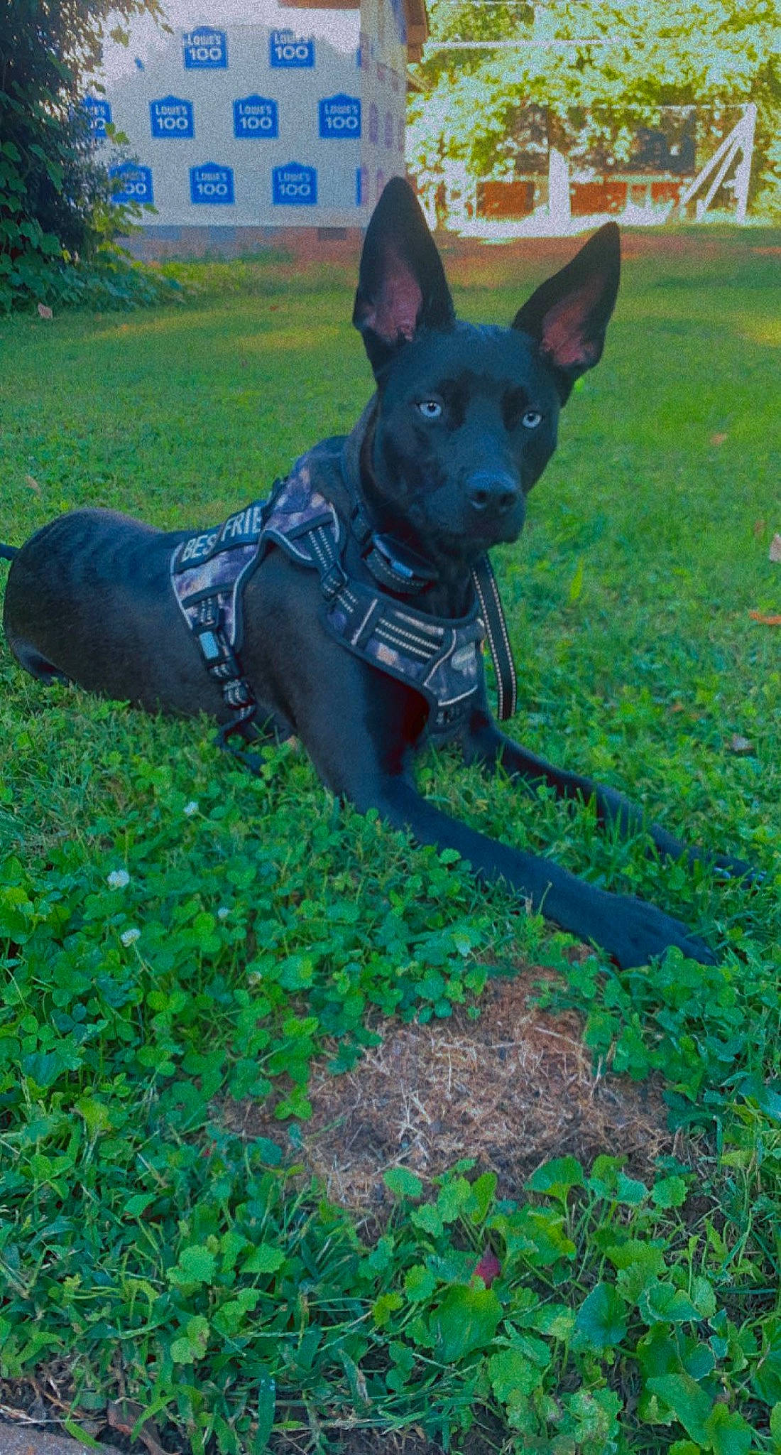 Franky joined the competition — help win amazing prizes! art, carnivore, companion_dog, dog, dog_breed, dog_supply, electric_blue, fawn, grass, grassland, guard_dog, hunting_dog, plant, recreation, snout, sporting_group, tail, tree, working_animal, working_dog