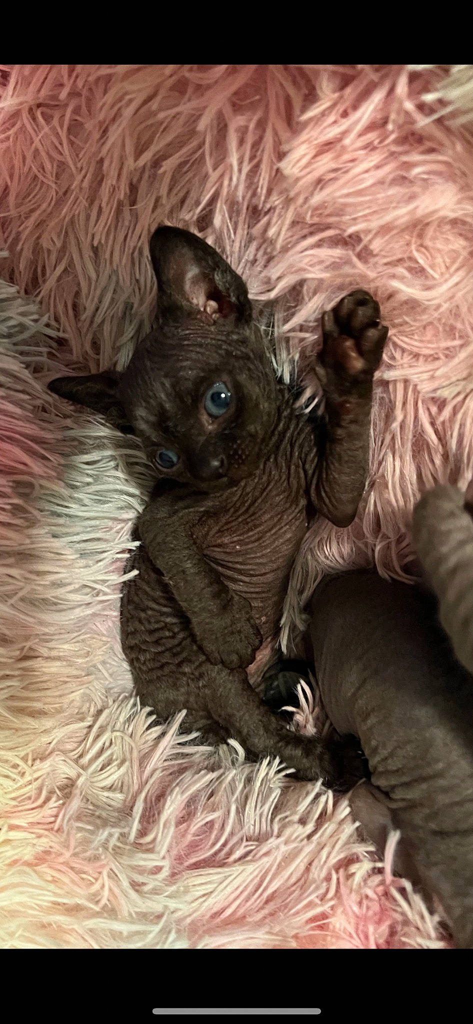 Bagheera joined the competition — help win amazing prizes! art, canidae, carnivore, companion_dog, dog, dog_breed, ear, eye, fawn, felidae, fur, liver, painting, snout, sporting_group, terrestrial_animal, toy_dog, whiskers, wildlife, working_animal