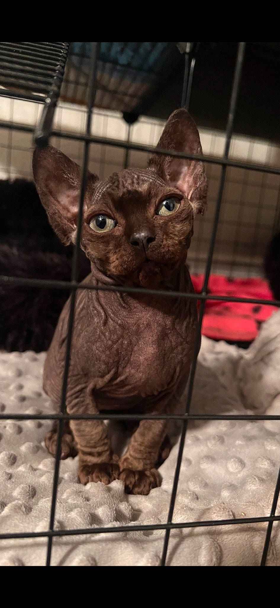 Bagheera joined the competition — help win amazing prizes! art, artifact, canidae, carnivore, dog_breed, donskoy, fashion_accessory, fawn, felidae, fur, liver, metal, pet_supply, sculpture, small_to_medium_sized_cats, snout, tail, terrestrial_animal, whiskers, working_animal