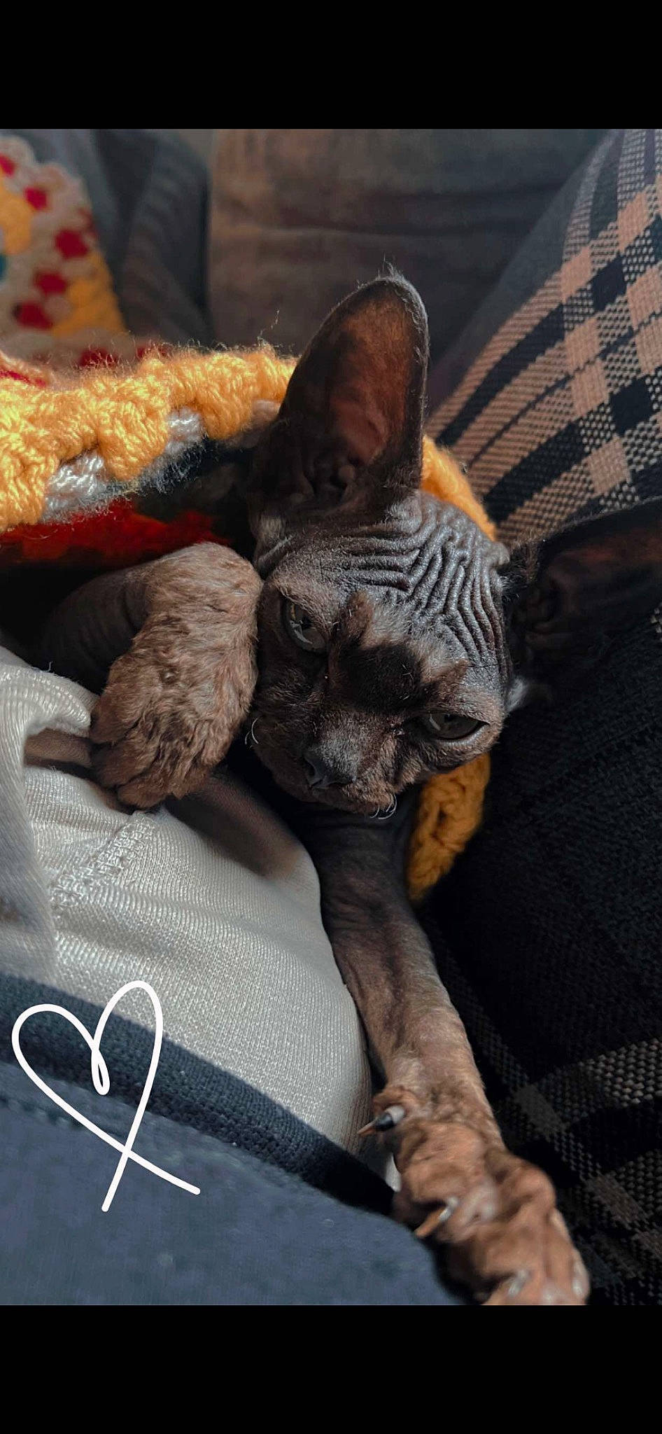 Bagheera is registered to the contest to win money with this photo: canidae, carnivore, cat, claw, comfort, companion_dog, dog_breed, domestic_short_haired_cat, fawn, felidae, fur, grey, human_leg, linens, paw, small_to_medium_sized_cats, snout, sporting_group, tail, whiskers