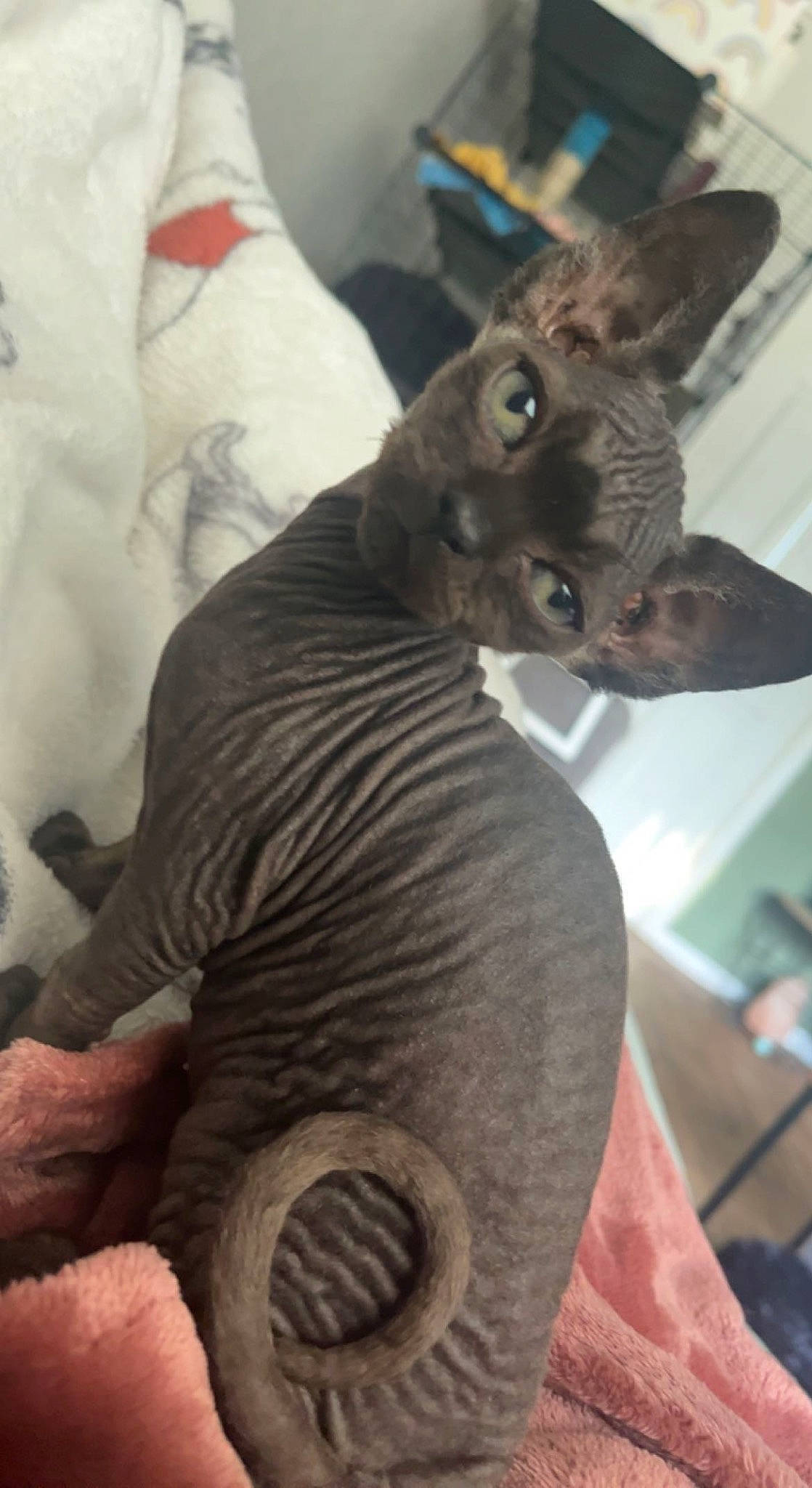 Bagheera joined the competition — help win amazing prizes! art, artifact, carnivore, cat, clay, domestic_short_haired_cat, donskoy, fawn, felidae, fur, grey, metal, peterbald, sculpture, small_to_medium_sized_cats, statue, tail, terrestrial_animal, toy, whiskers