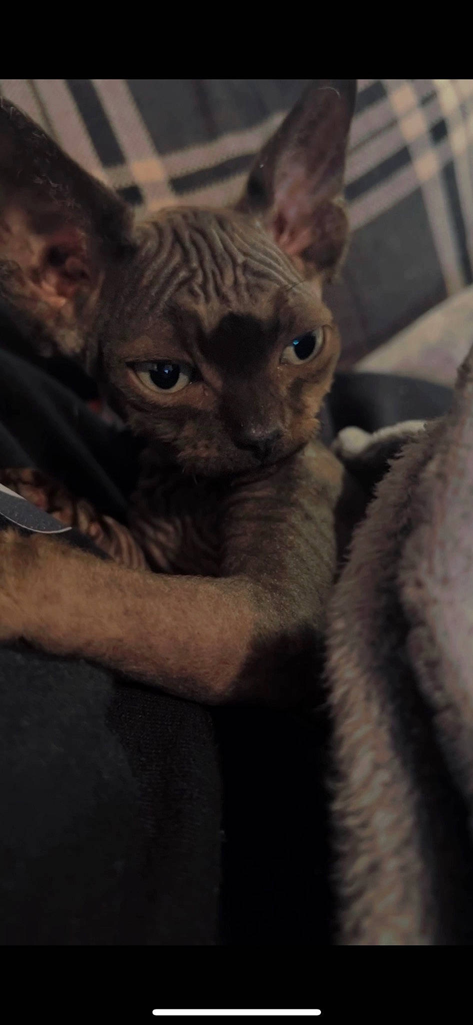 Bagheera joined the competition — help win amazing prizes! big_cats, carnivore, cat, ear, fawn, felidae, fur, grey, small_to_medium_sized_cats, snout, terrestrial_animal, whiskers, wildlife