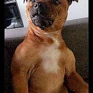 Tyron a rejoint le concours — aidez-le/la à gagner de superbes lots ! american_pit_bull_terrier, bulldog, bullmastiff, carnivoran, dog, dog_breed, dog_breed_group, dog_like_mammal, fawn, snout