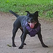 Oups participe au concours pour gagner de l'argent avec cette photo : dog, black_dog, purple_harness, tongue_out, standing, dirt_path, green_grass, outdoor, pet, animal, canine, playful, happy, nature, park, daytime, mammal, fur, ears, tail
