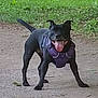 dog, black_dog, purple_harness, tongue_out, standing, dirt_path, green_grass, outdoor, pet, animal, canine, playful, happy, nature, park, daytime, mammal, fur, ears, tail