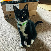 Frodo joined the competition — help win amazing prizes! bell, black_and_white, box, cardboard_box, carpet, cat, collar, curious, fur, green_collar, indoor, paw, pet, playful, portrait, sitting, toy, tuxedo_cat, whiskers, wide_eyes