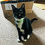 bell, black_and_white, box, cardboard_box, carpet, cat, collar, curious, fur, green_collar, indoor, paw, pet, playful, portrait, sitting, toy, tuxedo_cat, whiskers, wide_eyes