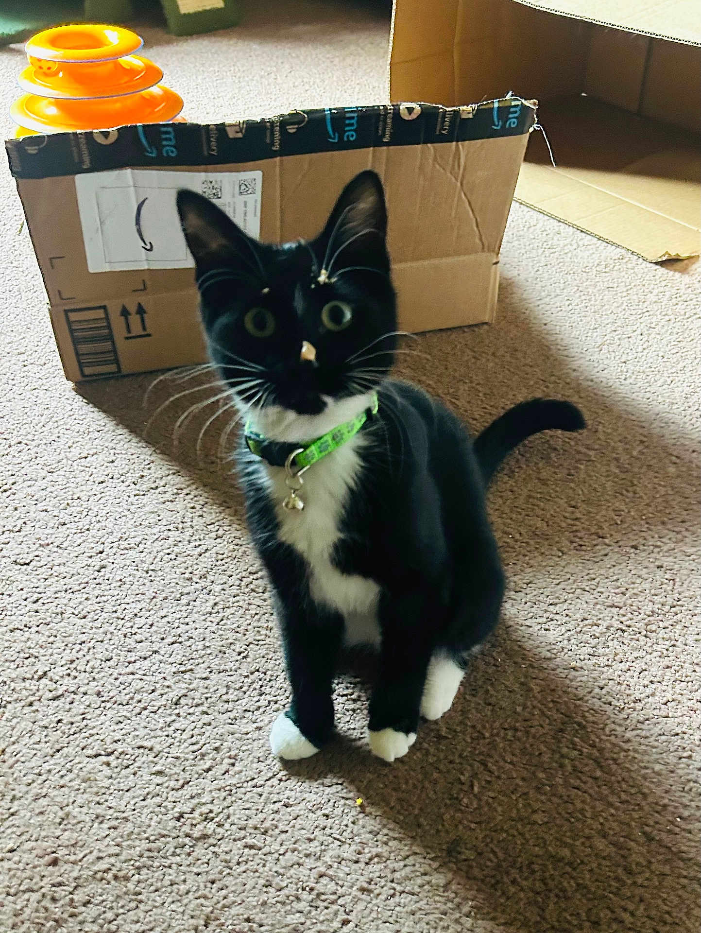 Frodo joined the competition — help win amazing prizes! bell, black_and_white, box, cardboard_box, carpet, cat, collar, curious, fur, green_collar, indoor, paw, pet, playful, portrait, sitting, toy, tuxedo_cat, whiskers, wide_eyes