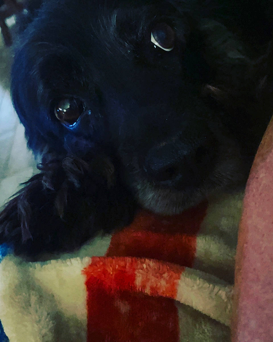 Ash is registered to the contest to win money with this photo: borador, carmine, carnivore, collar, companion_dog, dog, dog_breed, dog_collar, dog_supply, electric_blue, eye, fur, gun_dog, liver, paw, pet_supply, snout, sporting_group, whiskers, working_animal