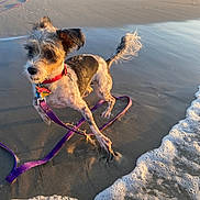 Casey is registered to the contest to win money with this photo: dog, small_dog, beach, water, ocean, waves, sand, leash, collar, sunlight, sunset, playful, pet, animal, outdoor, shore, wet, paw, fun, summer